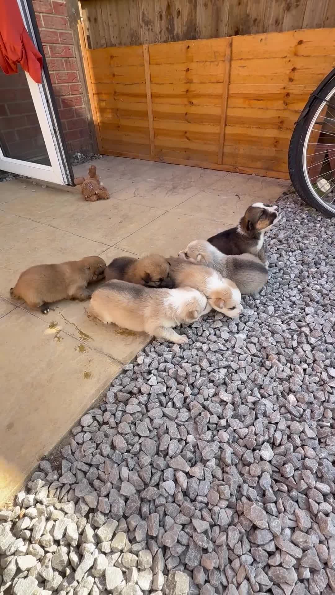 Mixed Breed dogs for sale: German Shepherd x Husky  - Video 1