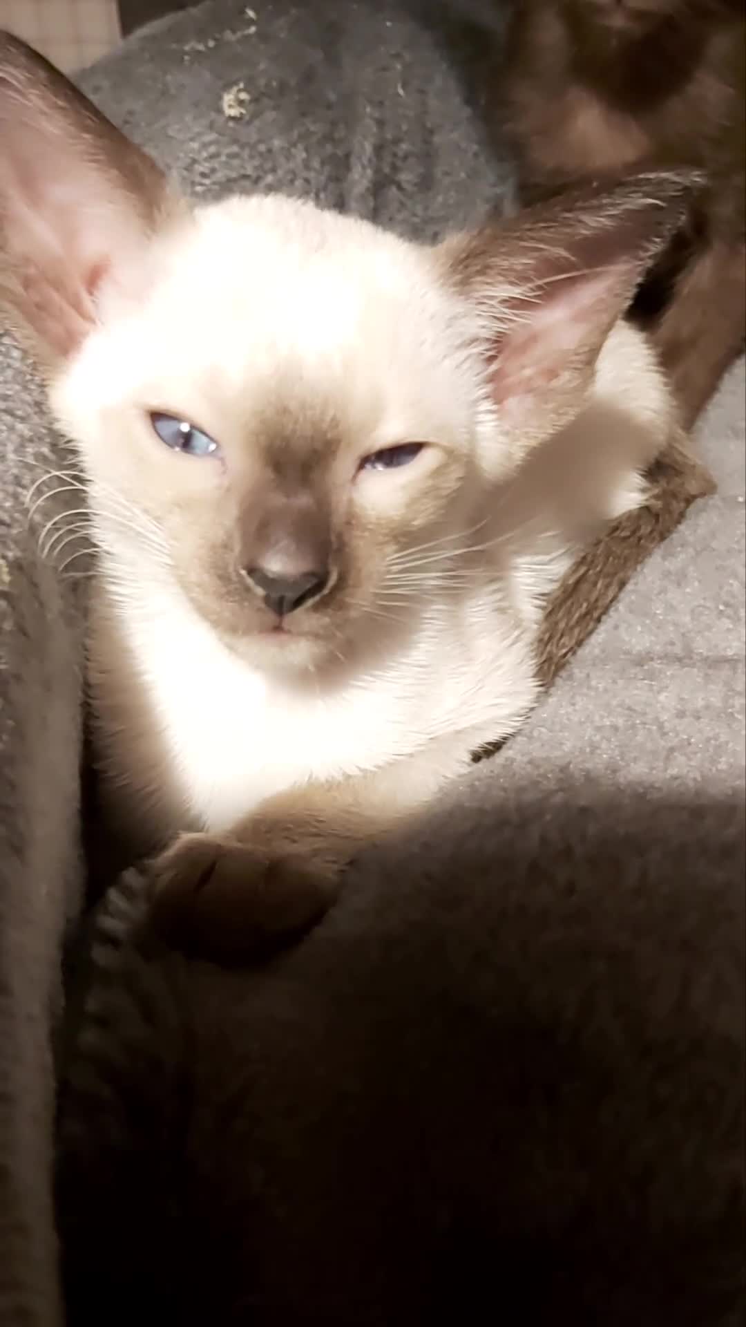 Oriental cats for sale: Full Pedigree Oriental 6 Kittens XL size ears GCCF - Video 1