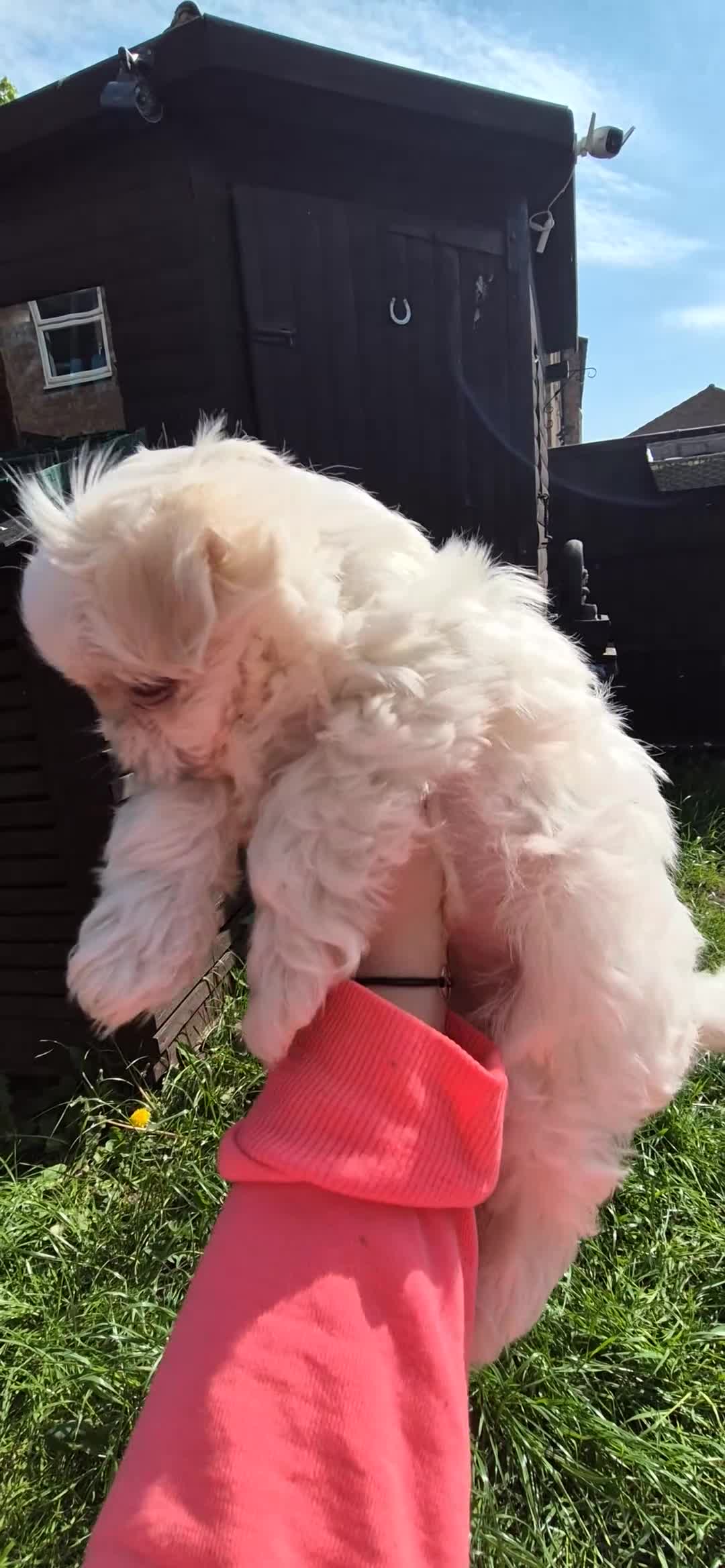 Maltese dogs for sale: Looking for Loved Homes 2 Boys Maltese  - Video 1