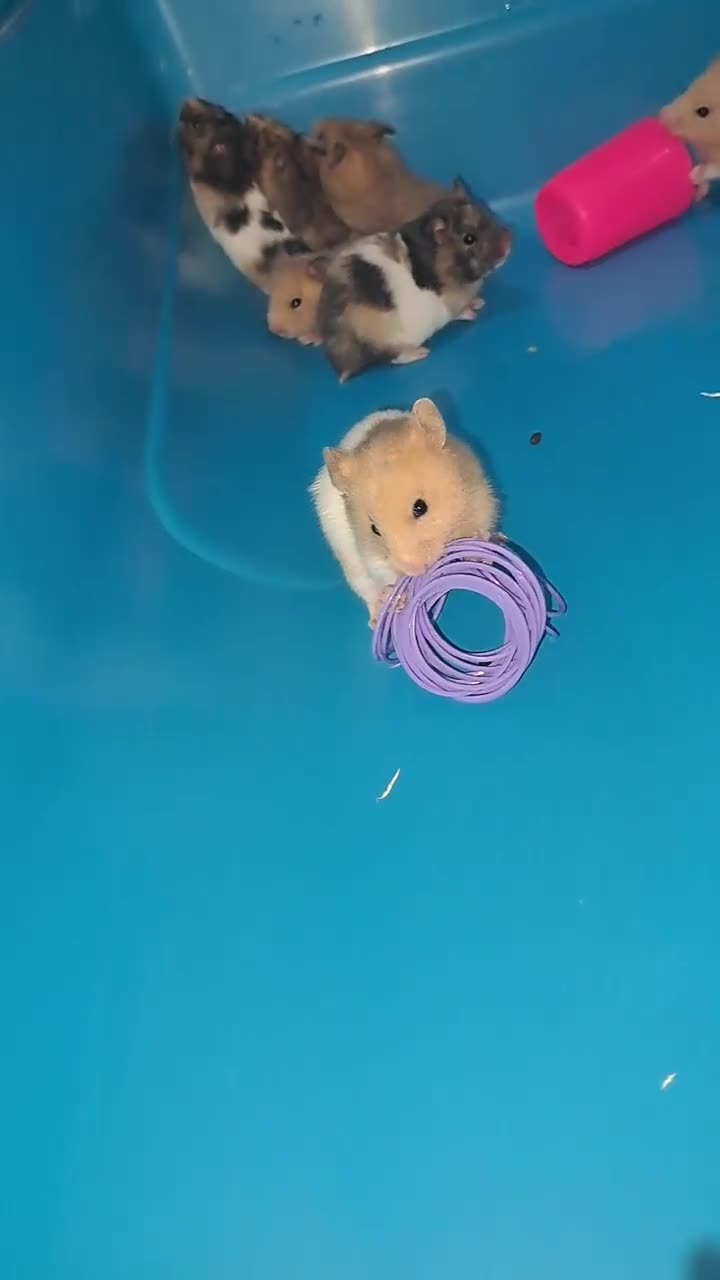Hamster rodents for sale: Sirian hamsters - Video 2