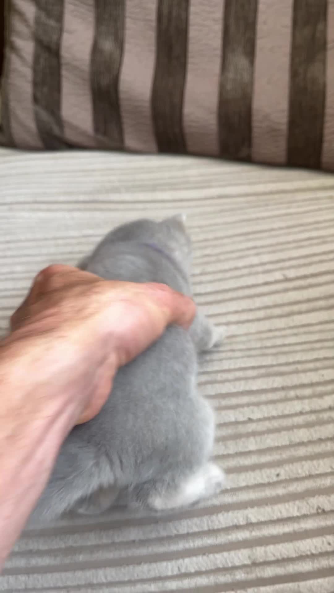 British Shorthair cats for sale: Imperial Grand Champion Parent & Grandparents. - Video 2