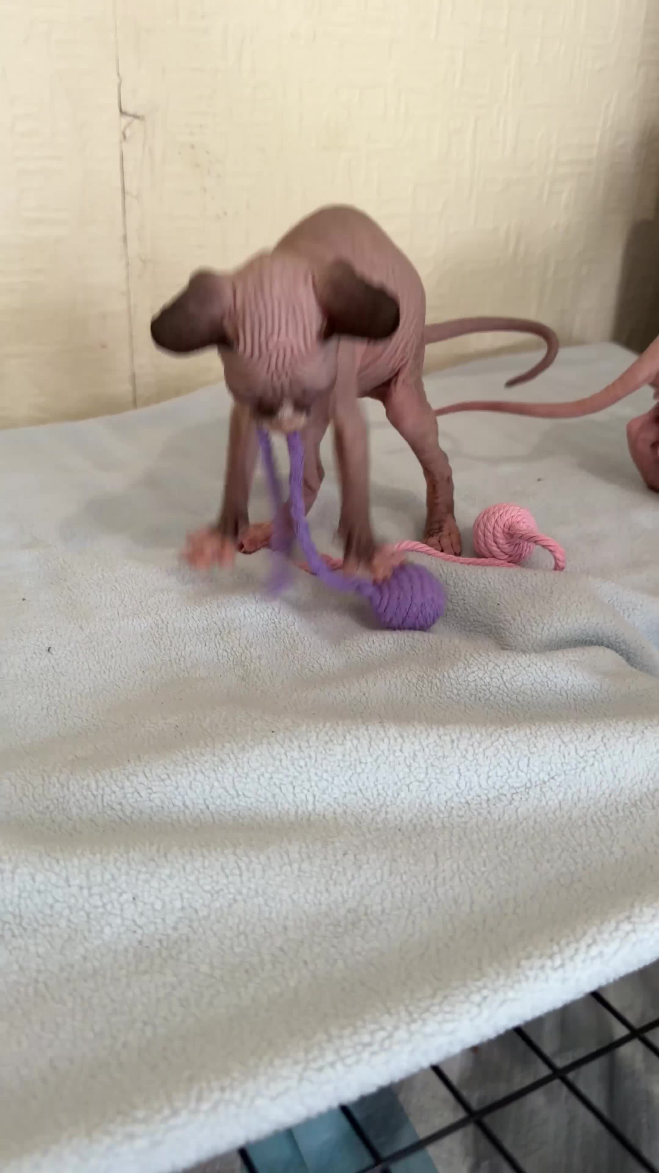 Sphynx cats for sale: 🐾 Beautiful Sphynx Kittens – Raised With Love 🐾 - Video 1