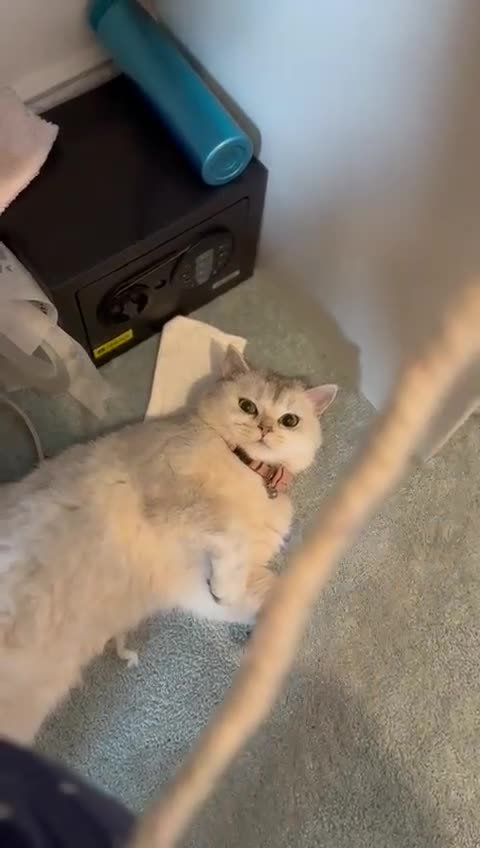 British Shorthair cats for sale: British short hair  - Video 3