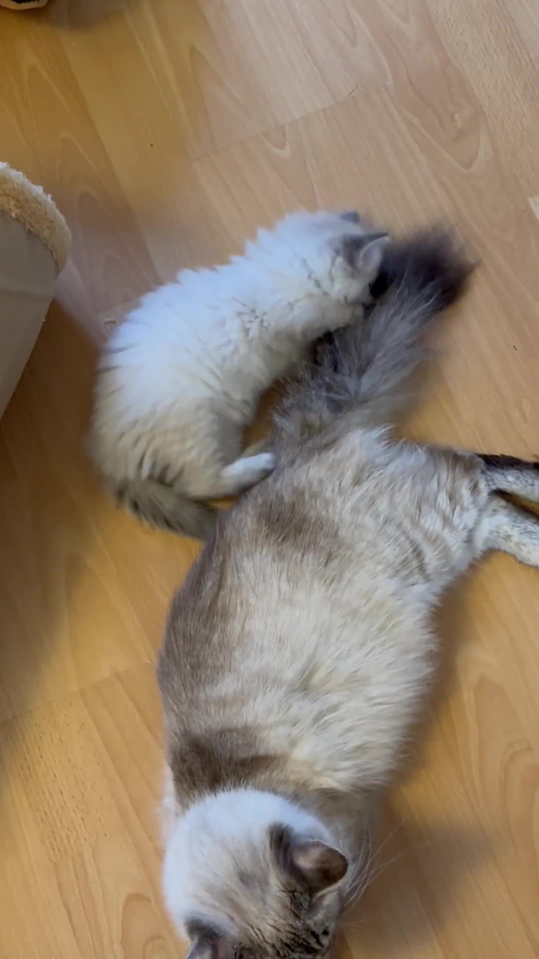 Ragdoll cats for sale: 5 Pure Ragdoll Kittens (7 Weeks Old) in Camborne - Video 1