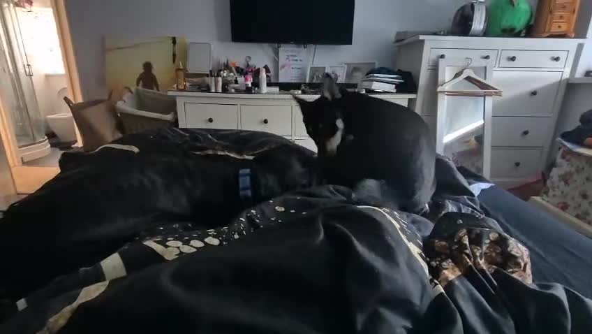 Mixed Breed dogs for adoption: ❤️🐶 CHLOE – THE KIND OF DOG EVERYONE DREAMS OF in Swindon - Video 2