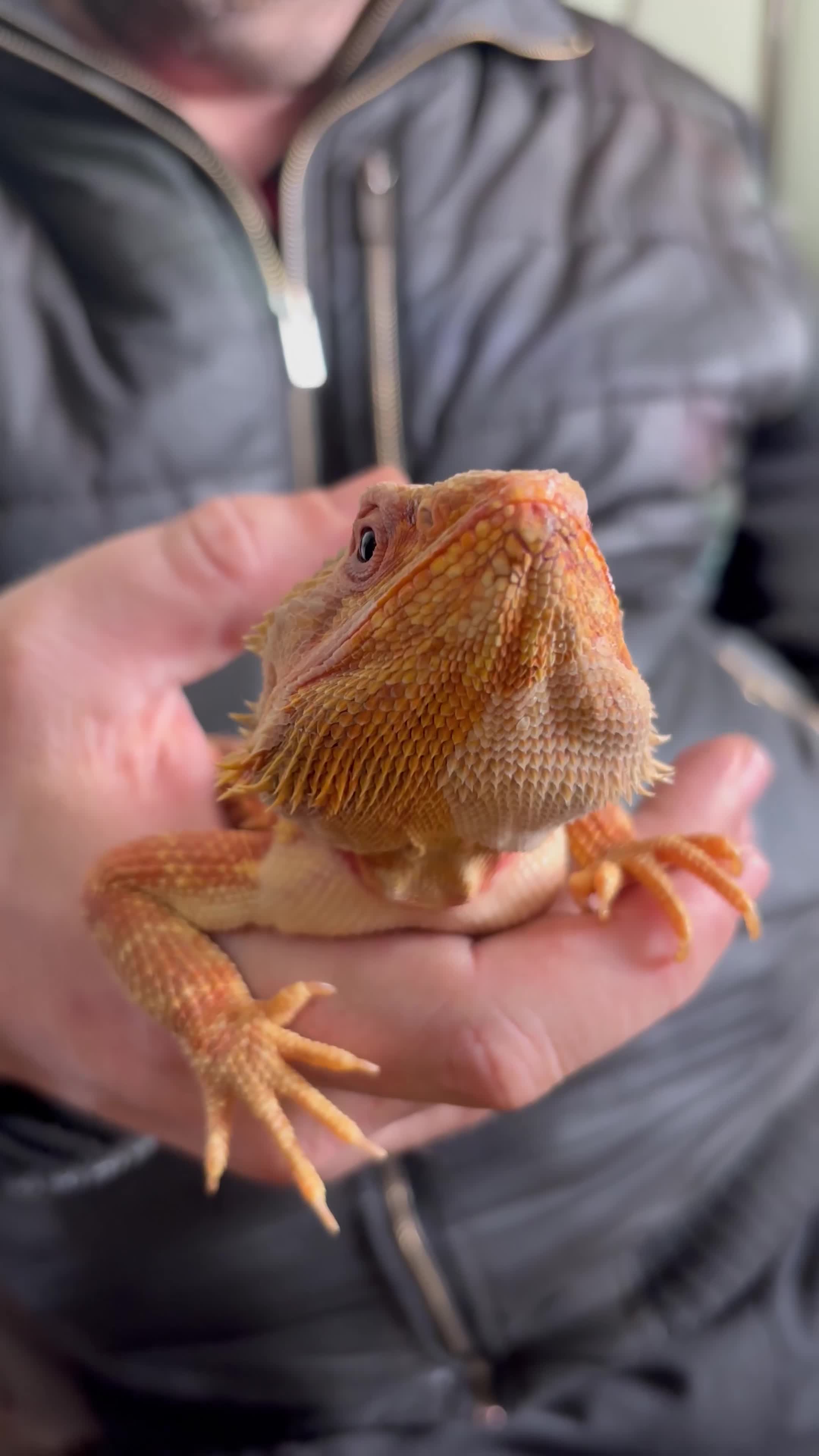 Bearded Dragon reptiles for sale: 2 bearded dragons for sale in Dereham - Video 3