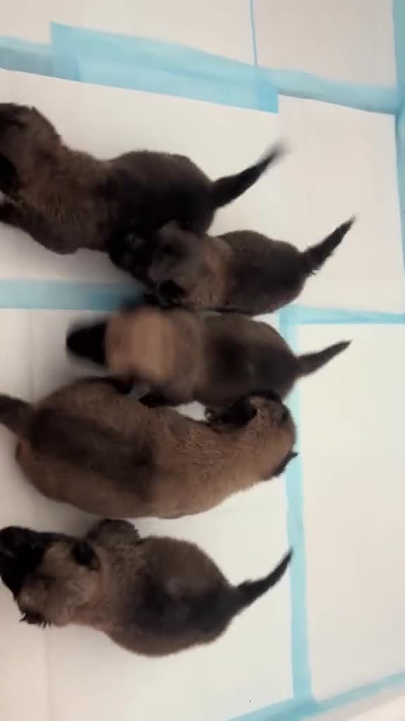 Belgian Shepherd Dog dogs for sale: Gorgeous puppies looking for their forever homes in Whitchurch - Video 1