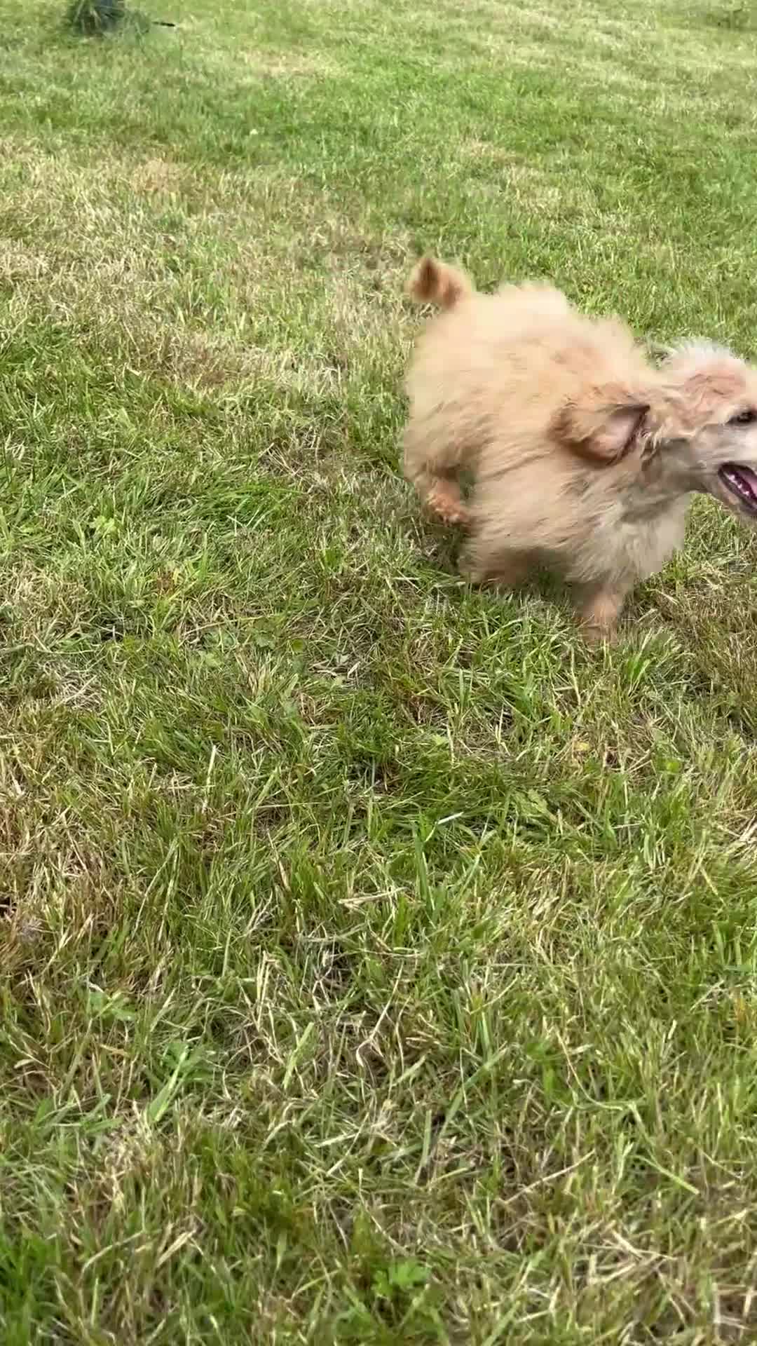 Miniature Poodle dogs for sale: Kc health tested red miniature poodle pups in Llandeilo - Video 1