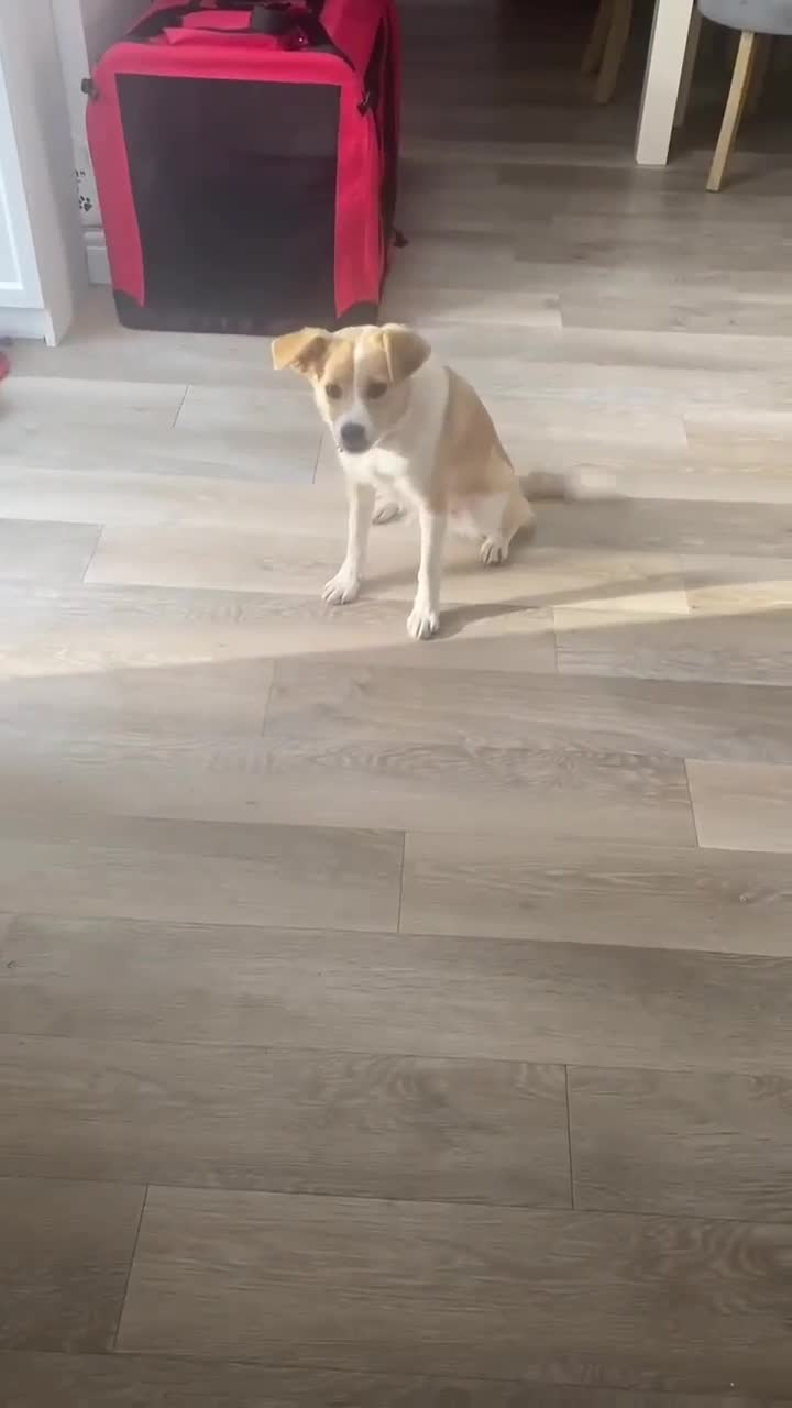 Mixed Breed dogs for adoption: HONEY-friendly gurl/ loves kids&dogs&cats/gentle in Evesham - Video 2