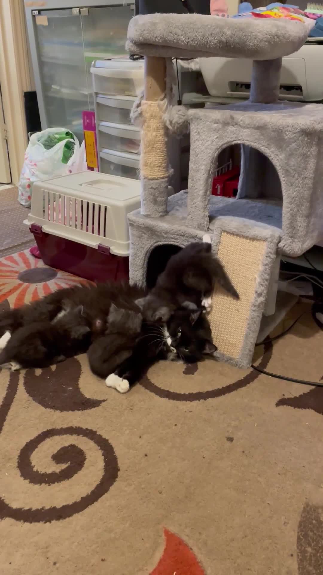 Maine Coon cats for sale: Beautiful mine cross kittens  - Video 1