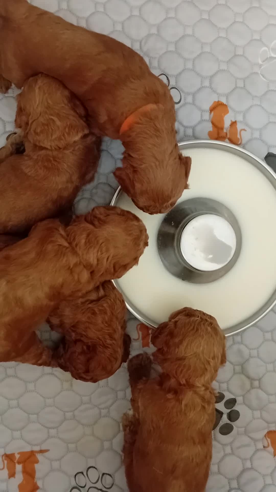 Mixed Breed dogs for sale: TOY POODLES in Wembley - Video 1