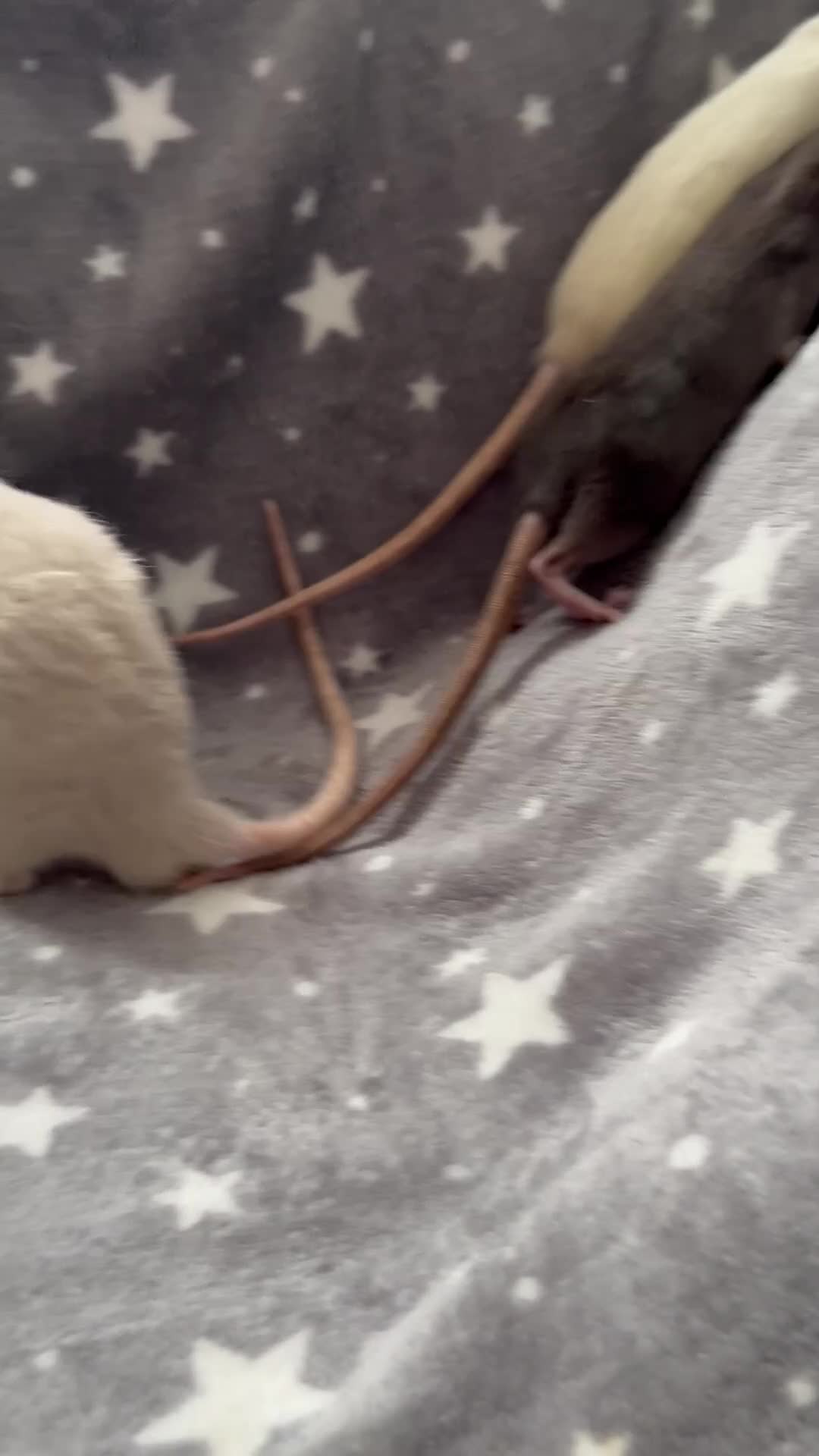 Rat rodents for sale: Baby Dumbo Rats Fancy Rats Male  - Video 1