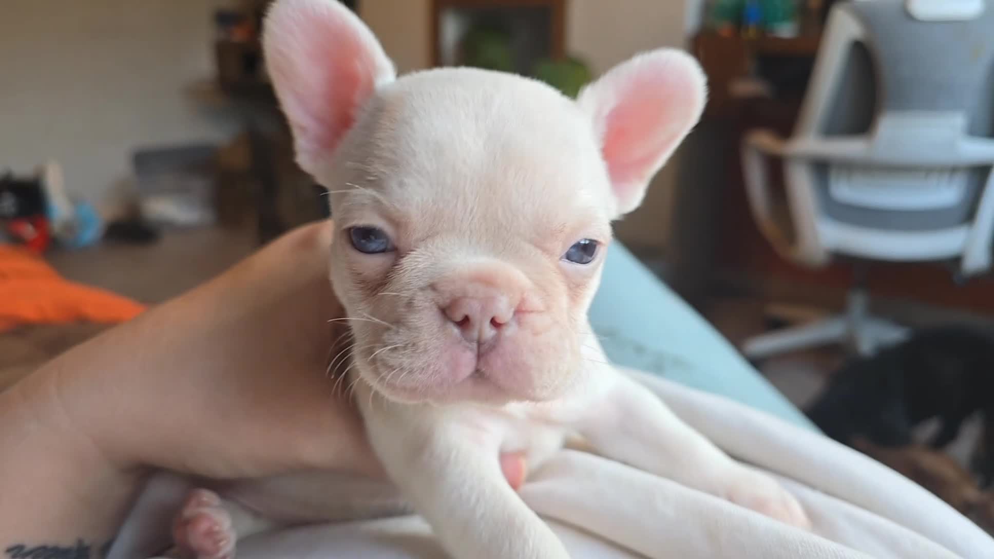 French Bulldog dogs for sale: French Bulldog Puppies  - Video 4