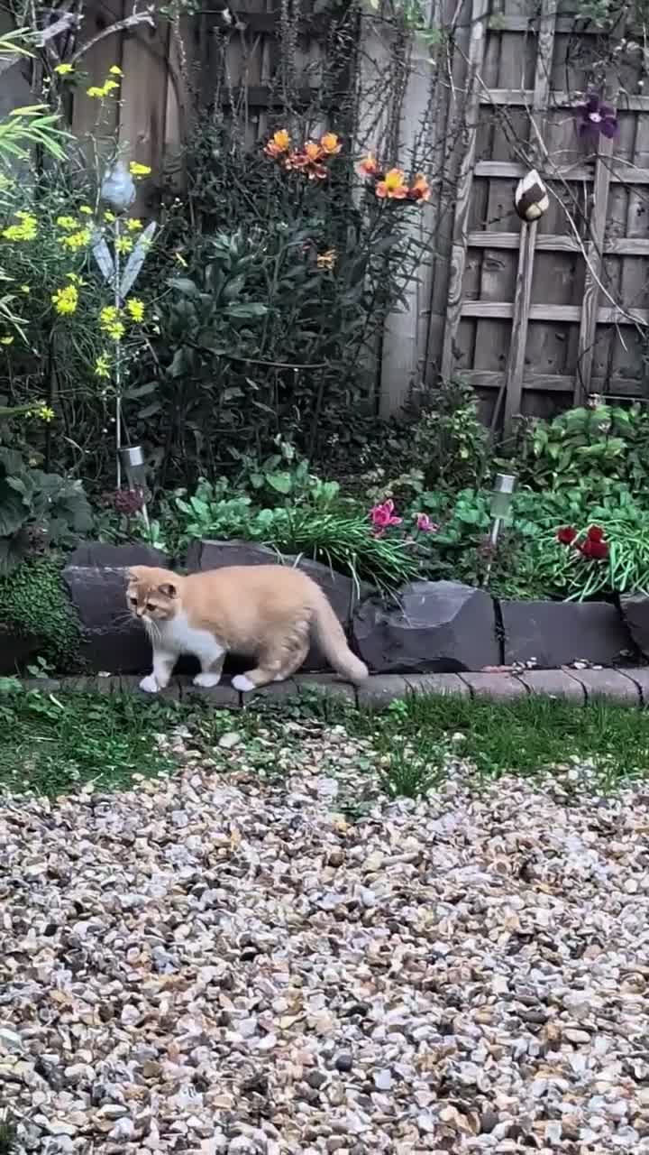 British Shorthair cats for sale: 💖👍 Ready Now👍BSH Boy And Girl😻 - Video 1