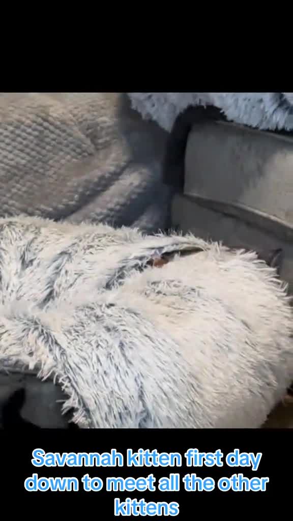 Savannah cats for sale: F4 Savannah kittens  - Video 1