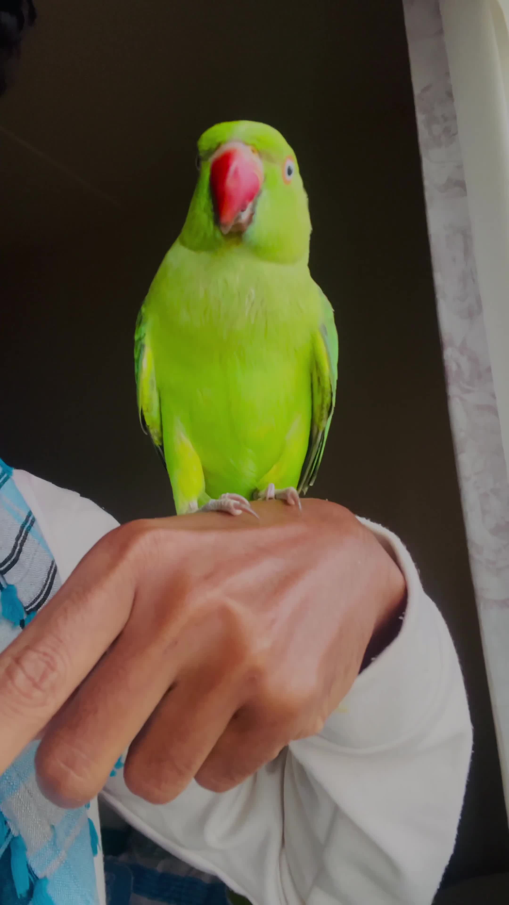 Ringnecks birds for sale: Hand Tamed/Untamed Beautiful Ringnecks for Sale - Video 1