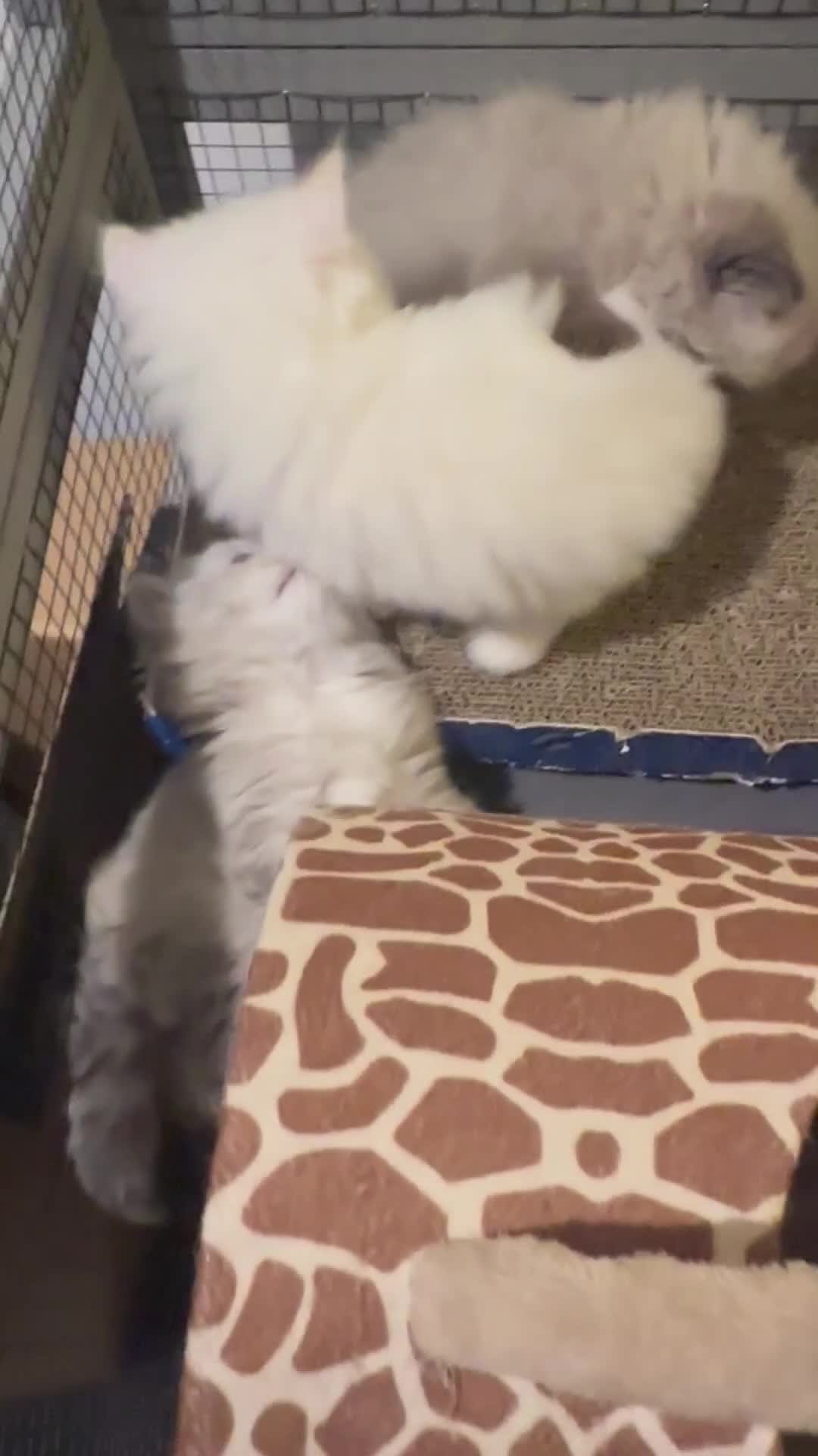 Persian cats for sale: 🐾 Beautiful Himalayan Persian Kittens 🐾 - Video 2