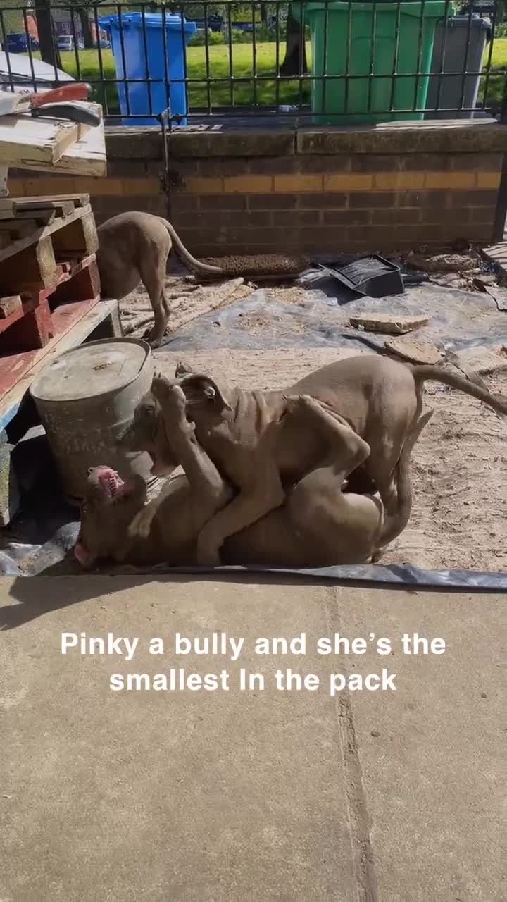 Cane Corso dogs for sale: Turner Hooch puppies Italian Mastiff Cane Corso - Video 2