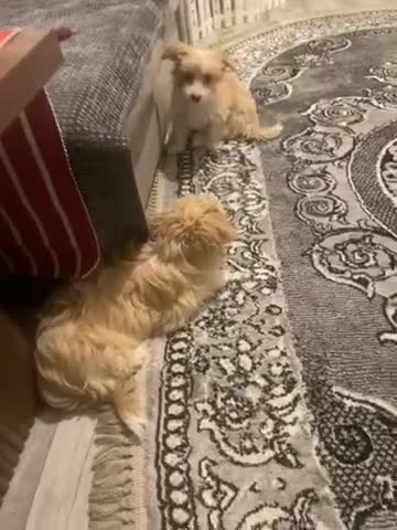 Morkie dogs for sale: Morkie  - Video 1