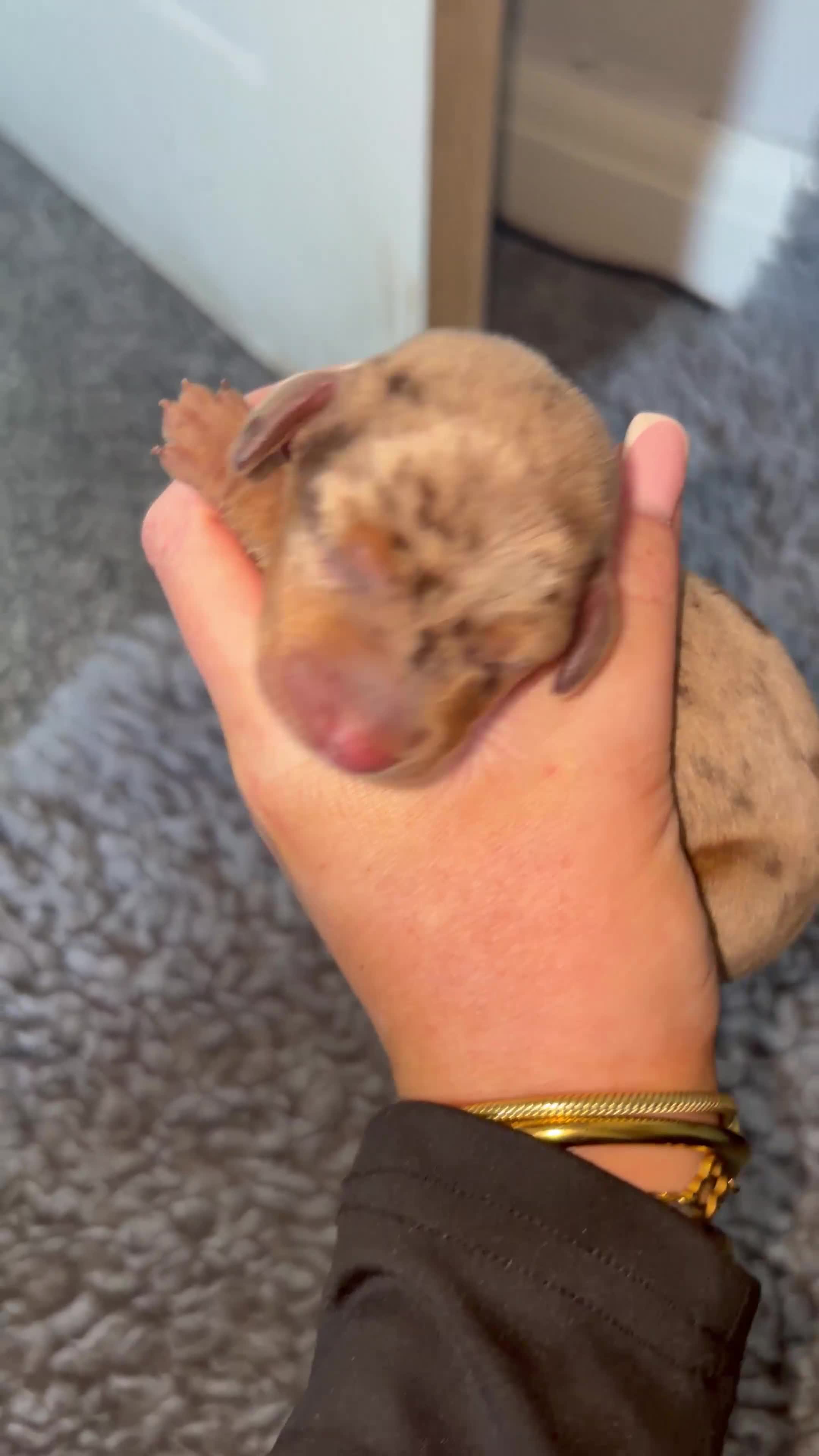 Miniature Dachshund dogs for sale: Miniature dachshund puppies just been born🐶 in Bury - Video 5