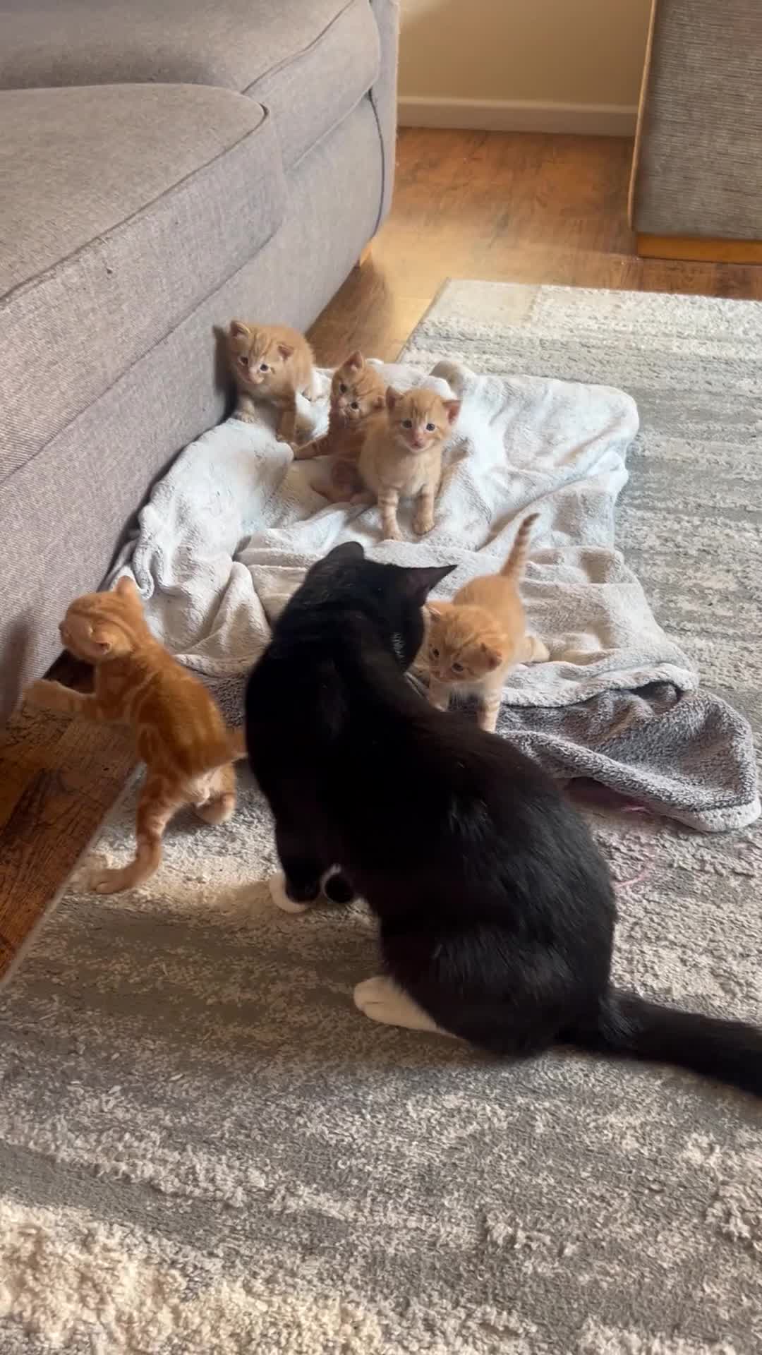 Mixed Breed cats for sale: Gorgeous ginger male kittens  in Falmouth - Video 2