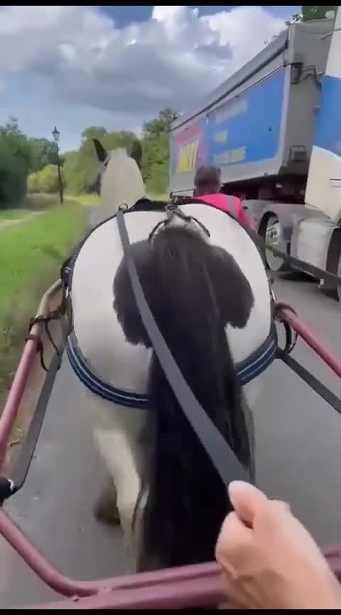 Irish Cob horses for sale: Ride & drive heavy cob  - Video 4