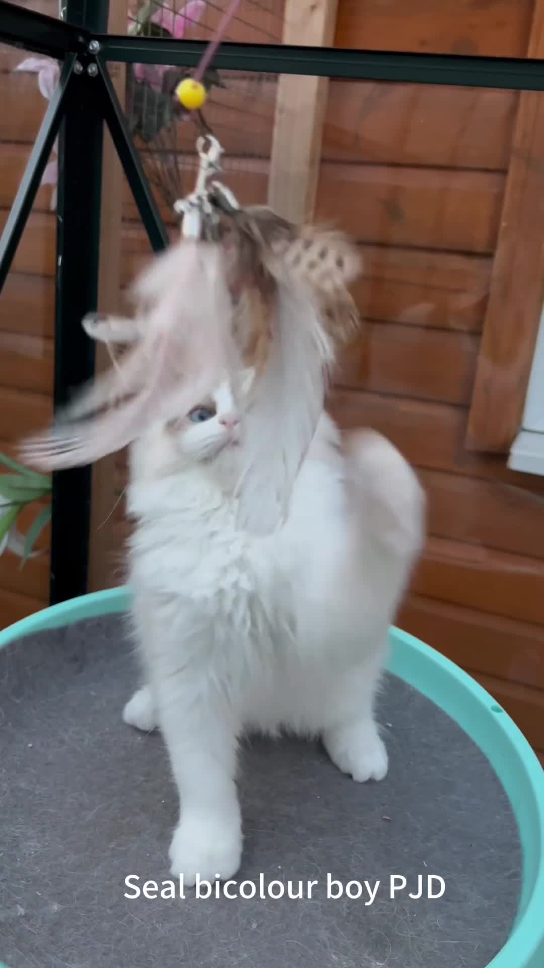 Ragdoll cats for sale: TICA Registered EU famous R bloodline  - Video 3