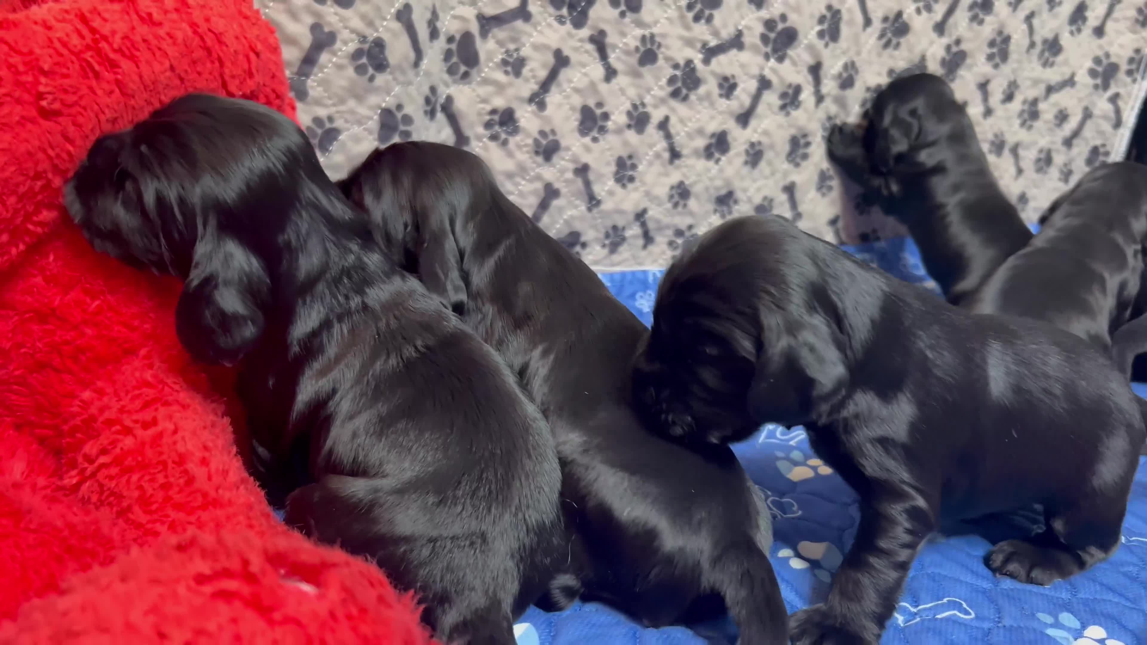 Cocker Spaniel dogs for sale: Show-Quality Cocker Spaniel Puppies  - Video 1