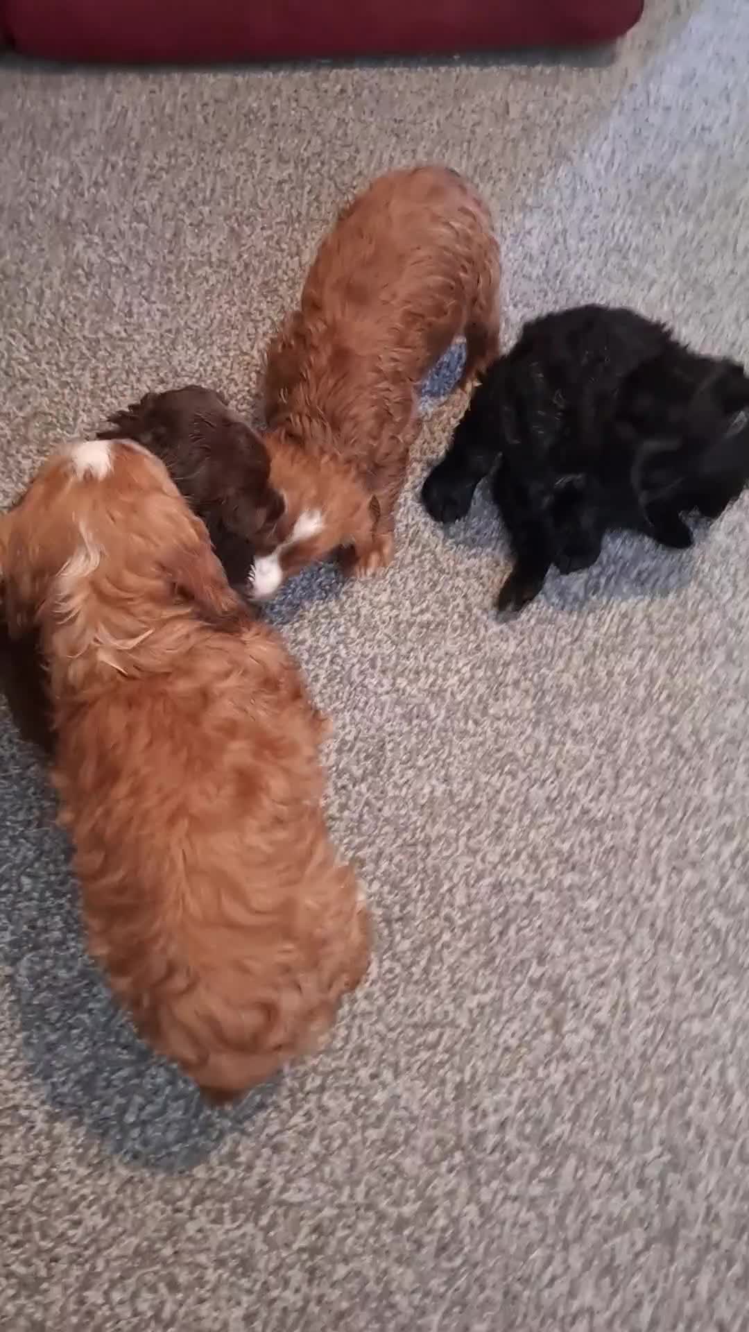 Cocker Spaniel dogs for sale: Kc working cocker spaniel puppies - Video 1