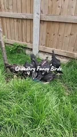 Chickens poultry for sale: Premium Japanese O-Shamo Chicks for Sale - Video 1