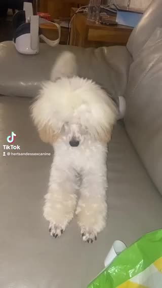 Toy Poodle dogs for stud: 💚Tiny Bob the Toy Poodle💚 For stud  in Hoddesdon - Video 3