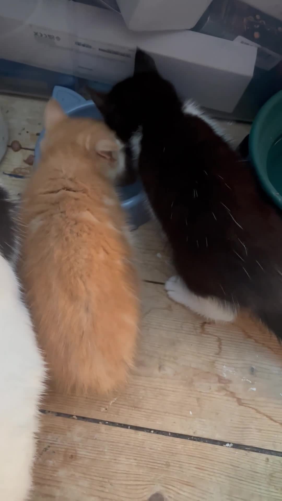 Mixed Breed cats for sale: Adorable kittens  - Video 4