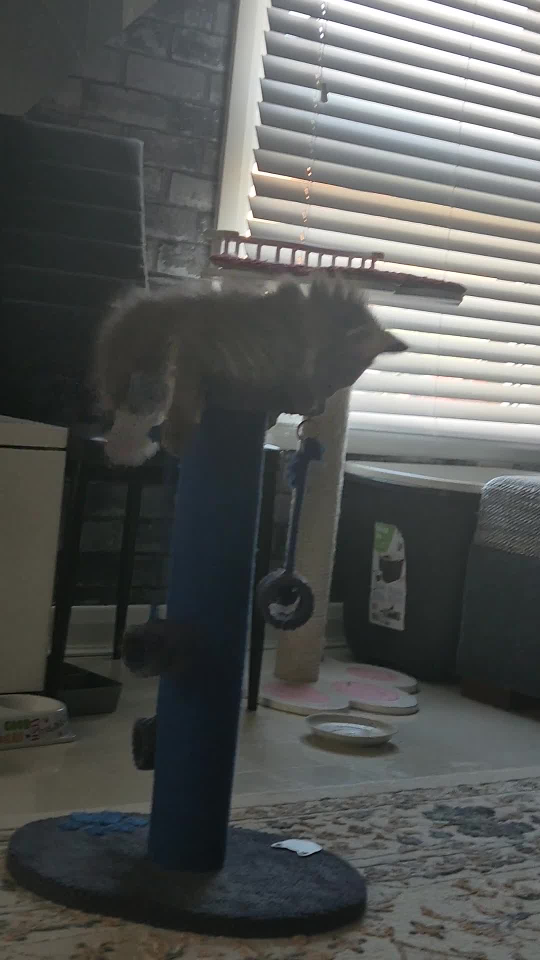 Maine Coon cats for sale: Maine Coon kittens Glasgow  - Video 2