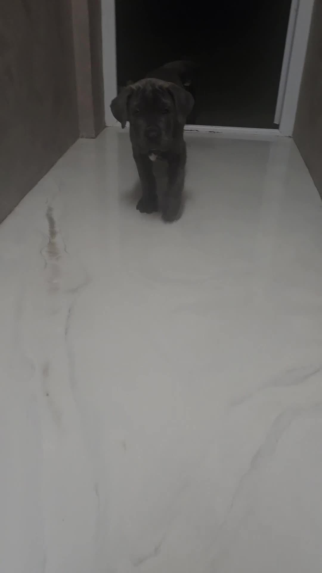 Cane Corso dogs for sale: Chunky cane corso pups - Video 1