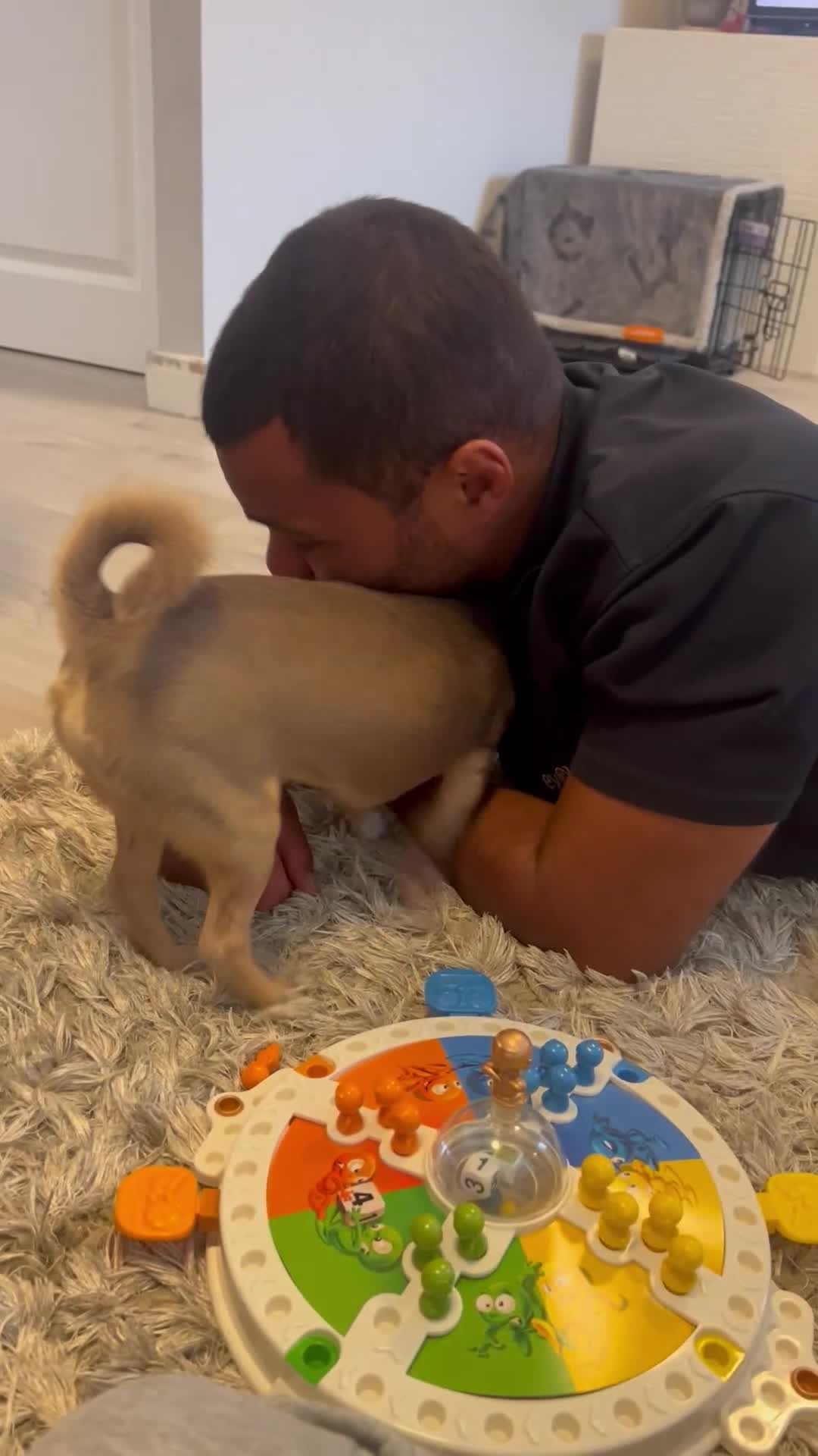 Chihuahua dogs for sale: Rehoming 8 month old chihuahua puppy - Video 1