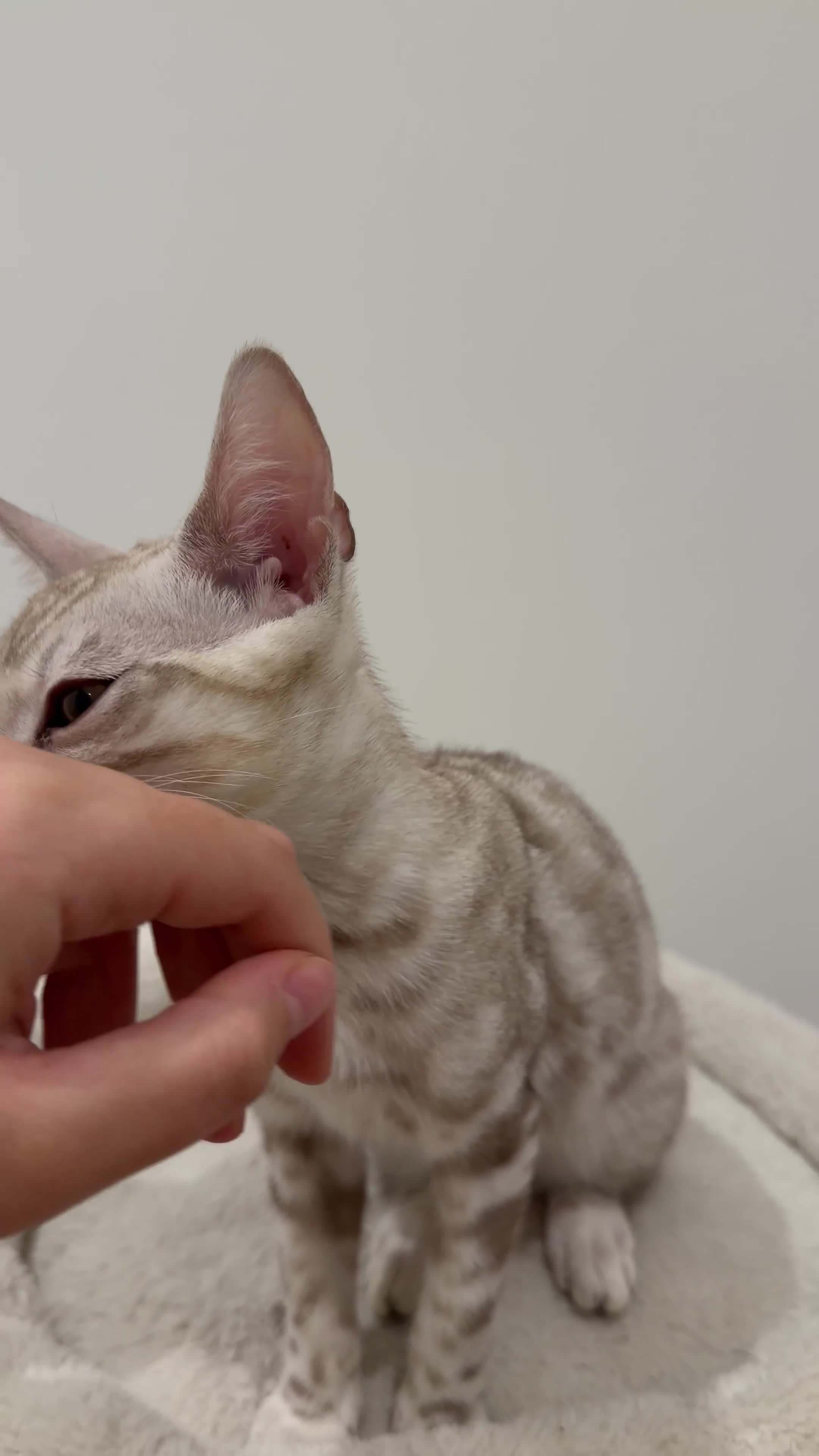 Bengal cats for sale:     TICA Bengal Mink Male Green-Eyed - Video 1