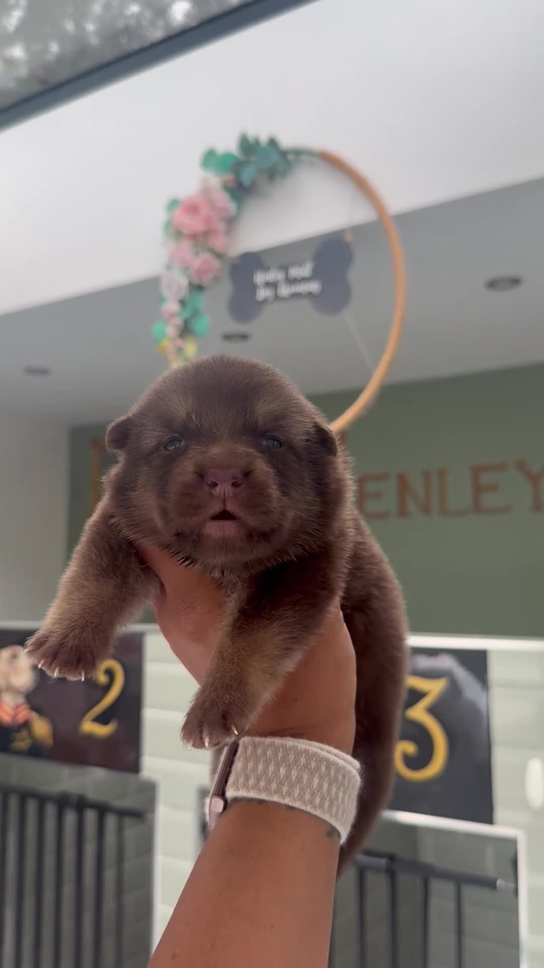 German Shepherd dogs for sale: 🐶❤️KC health tested gsd babies 🐶❤️ - Video 1