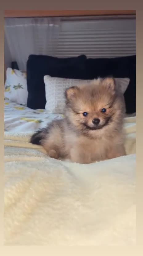 Pomeranian dogs for sale: Kc reg stunning pomeranians  - Video 2