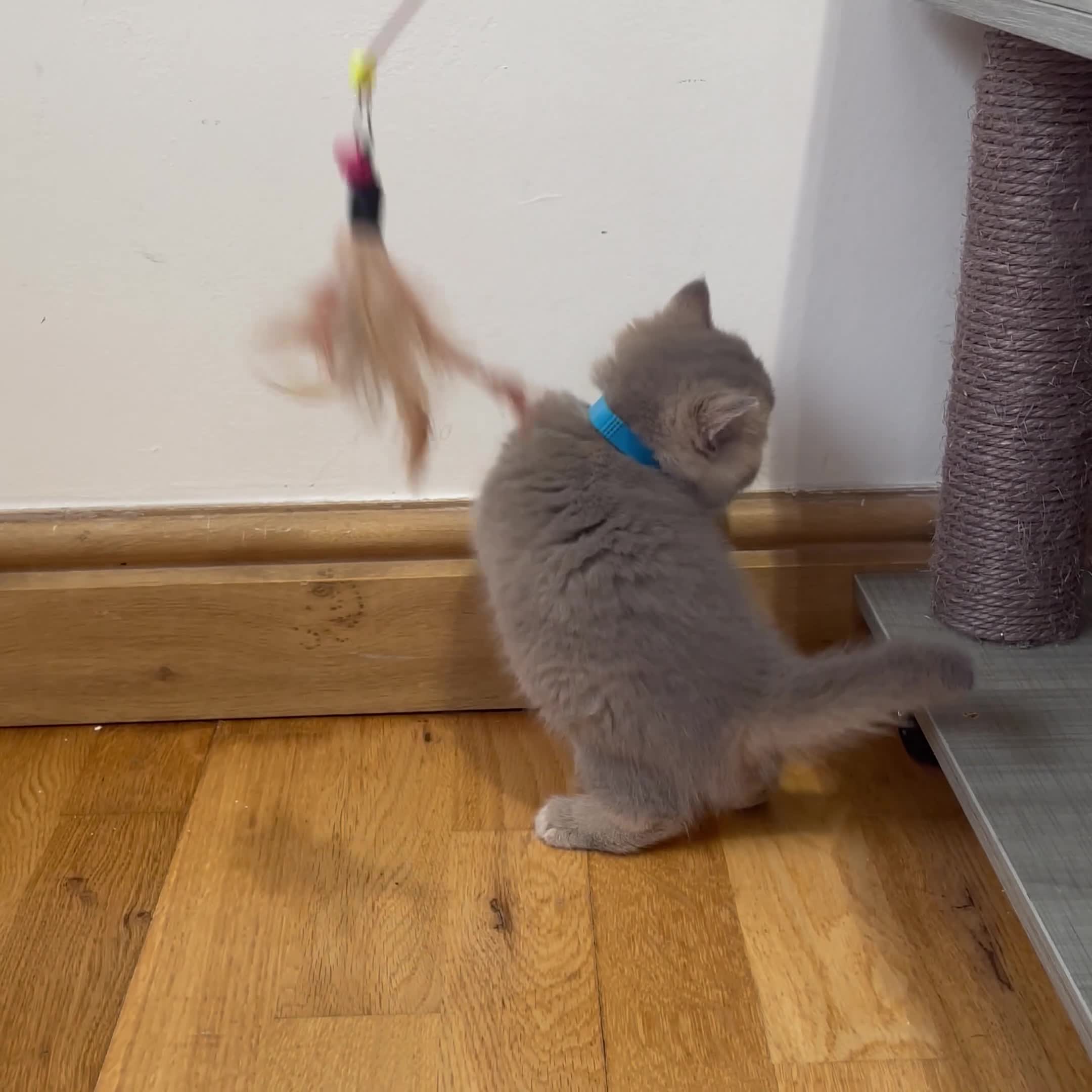 British Shorthair cats for sale: GCCF/TICA British Shorthair Champion line Kittens - Video 3