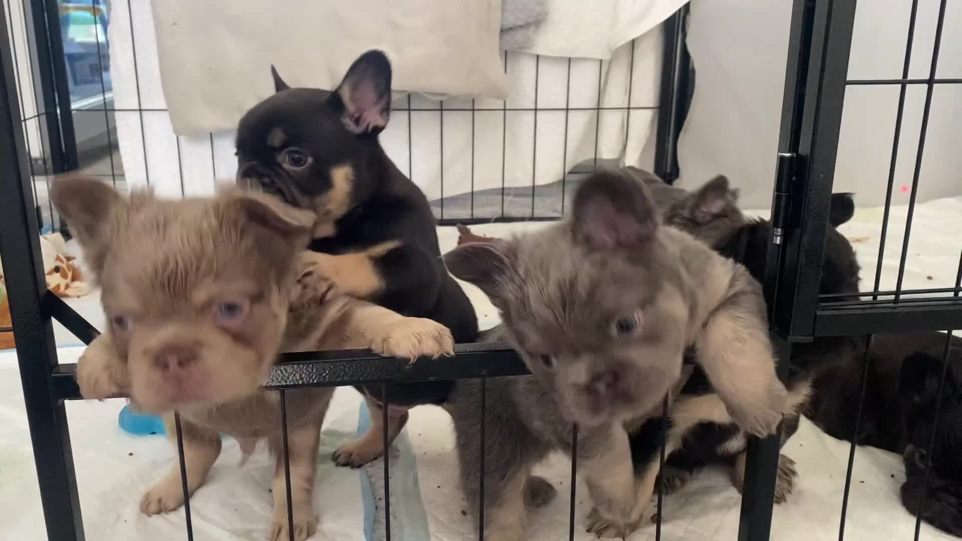 French Bulldog dogs for sale: FRENCH BULLDOGS - FLUFFY - Video 1