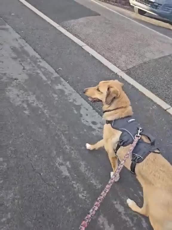 Mixed Breed dogs for adoption: Piglet is looking for a home! in Littleborough - Video 4