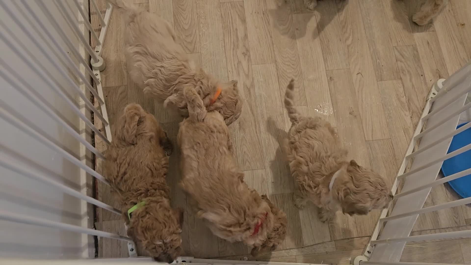 Cockapoo dogs for sale: Beautiful F1B Cockapoo Toy Poodle puppies for sale in Windsor - Video 1