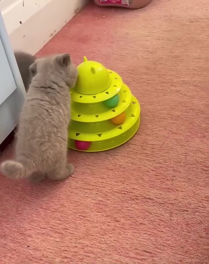 British Shorthair cats for sale: Super Cute British Shorthair babies - Video 1