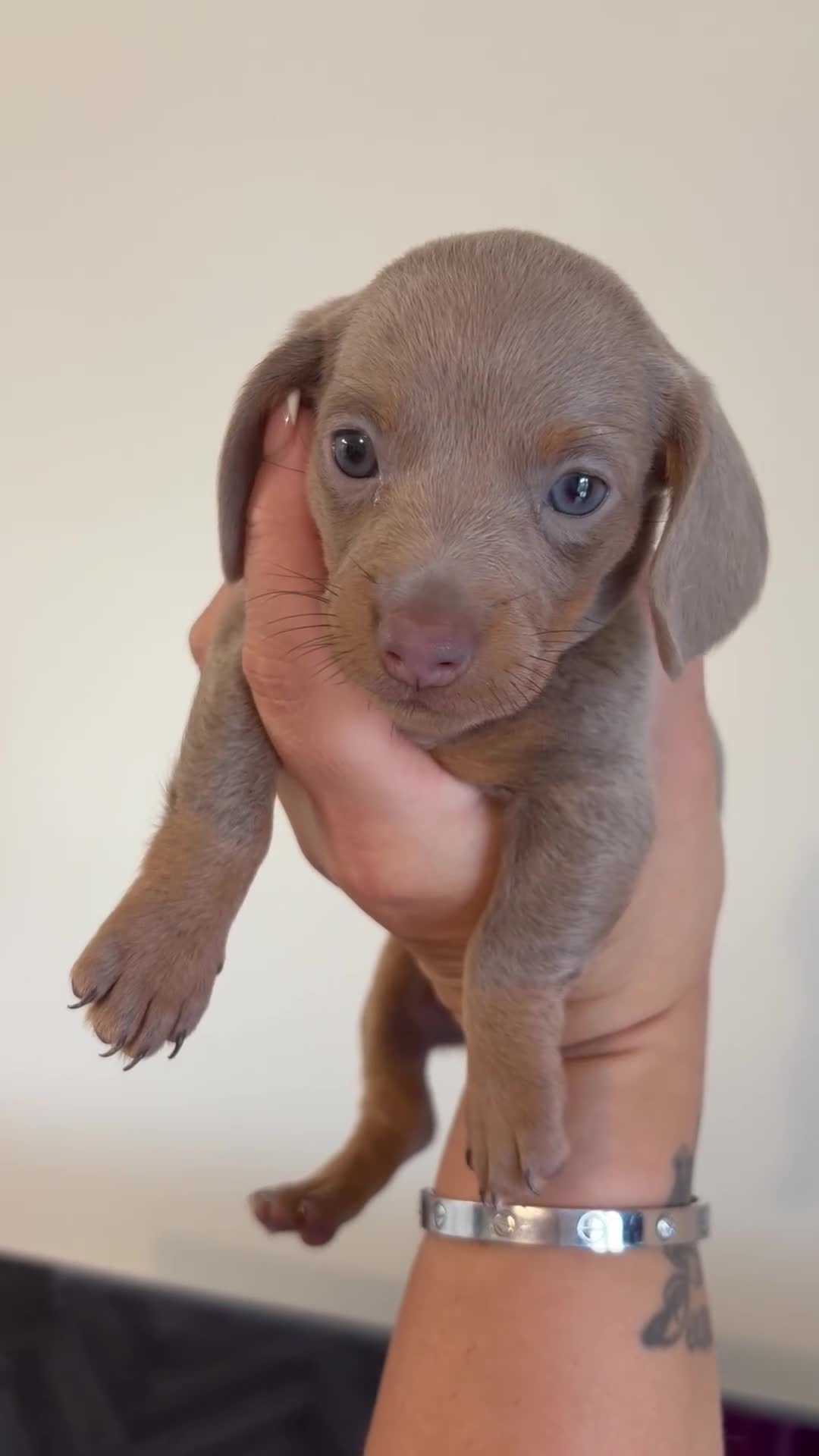 Dachshund dogs for sale: Dachshund puppies for sale - Video 3