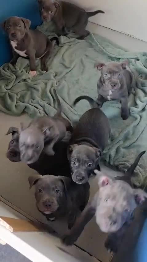 Staffordshire Bull Terrier dogs for sale: Not KC Reg Blue Staffordshire bull terrier boy - Video 1