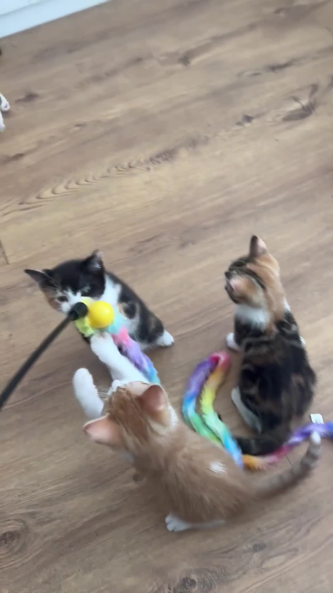 Domestic Shorthair cats for sale: 6 Adorable KittensReady for Their Forever Homes 🐾 - Video 2