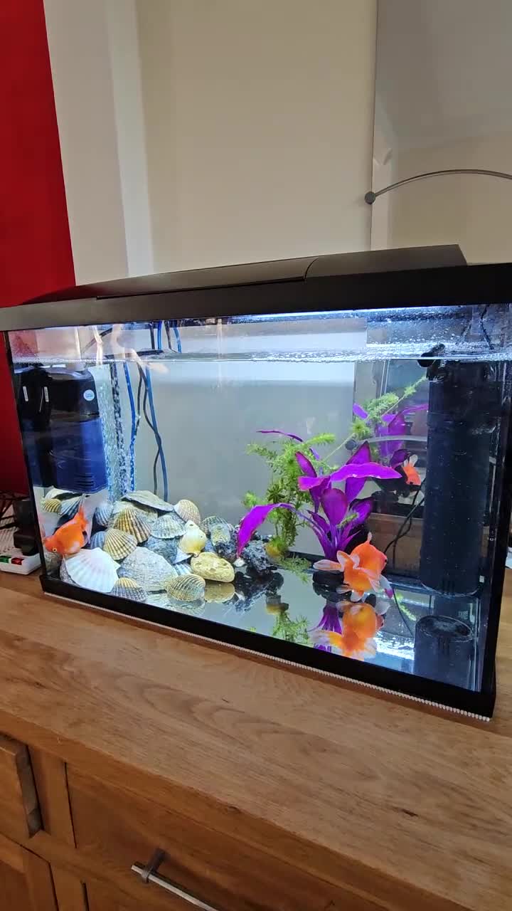 Goldfish fish for sale: 4 Happy Goldfish & Complete Setup in Fleet - Video 1