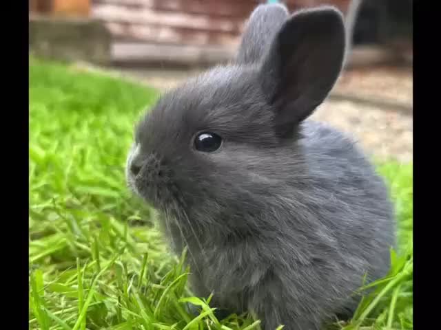 Mini Lion Lop rabbits for sale: Mini Lion lop bunnies - Video 1