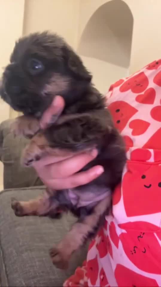 French Bulldog dogs for stud: Lilac & Cherry tan Fluffy in Manchester - Video 3