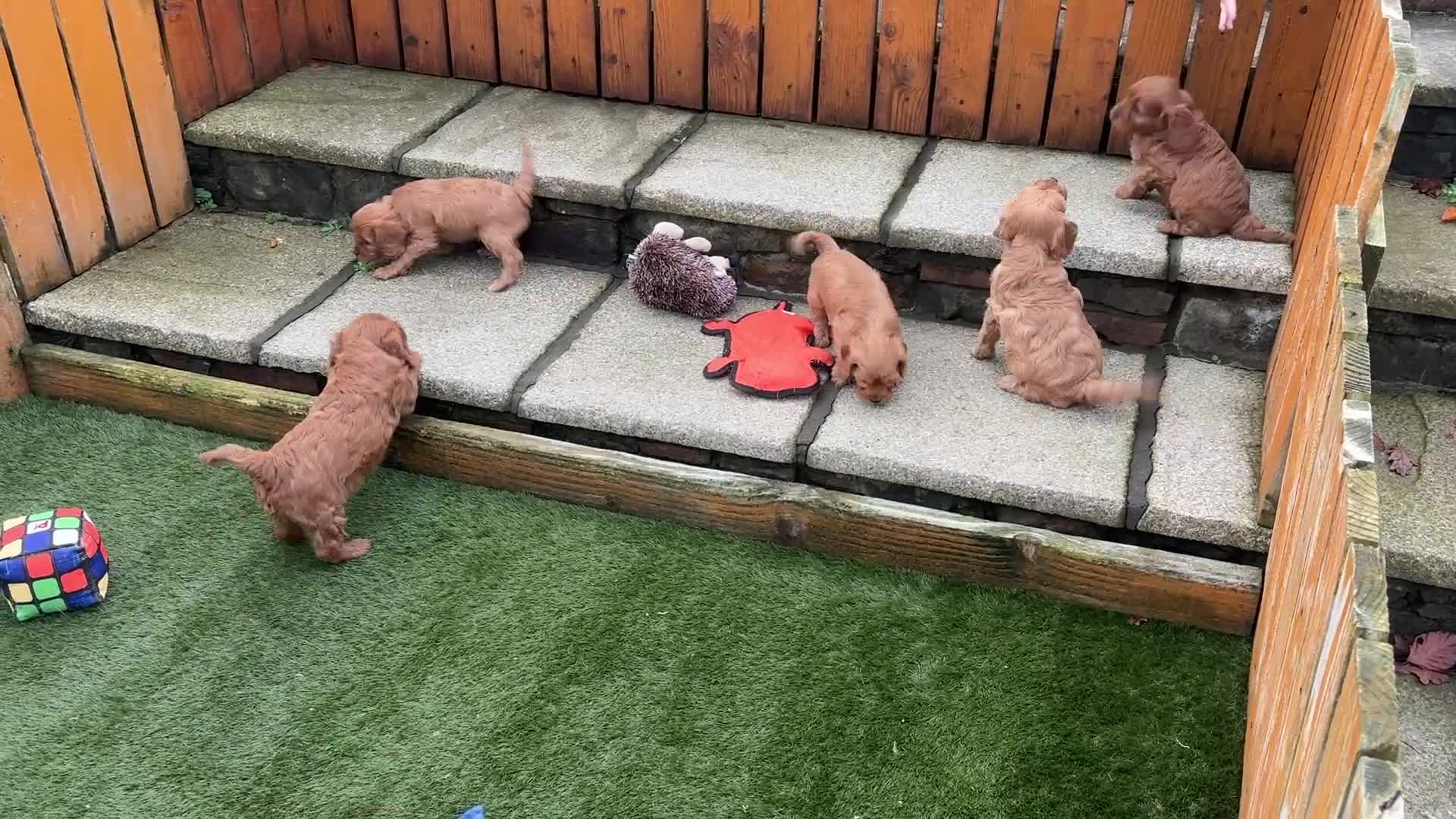 Cavapoo dogs for sale: Stunning litter of F1 Cavapoo pups - Video 1